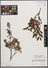 Foto von Salix waldsteiniana Willd.